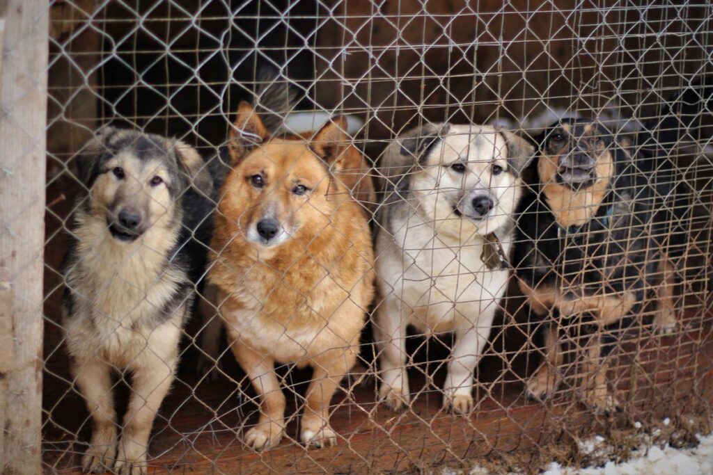 Animal Shelters In Montenegro
