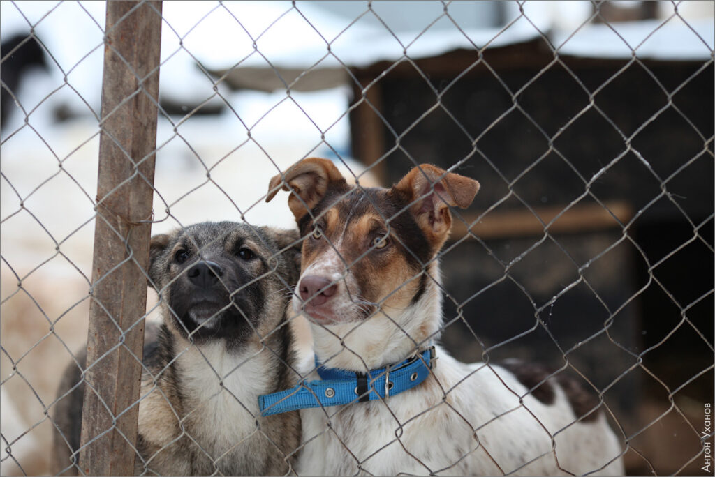 Animal Shelters In Montenegro2