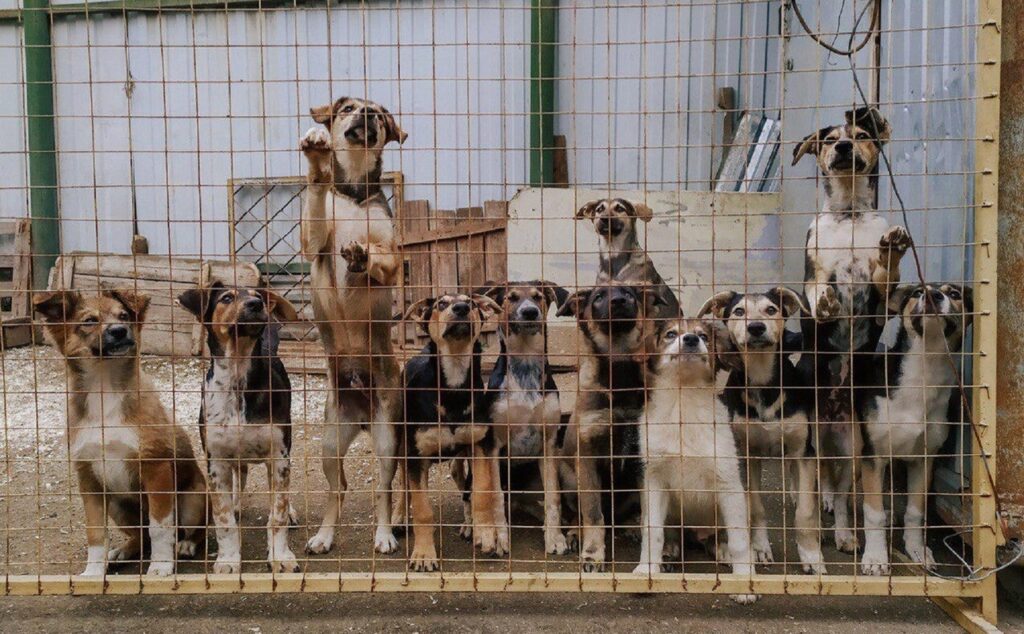 Animal Shelters In Montenegro