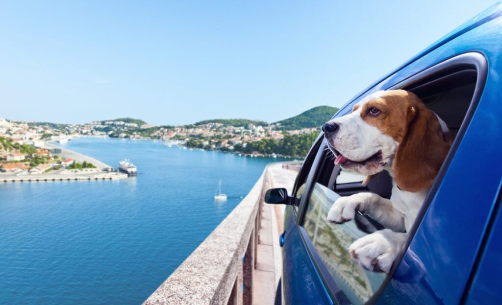 Rules for Bringing Pets into Montenegro2