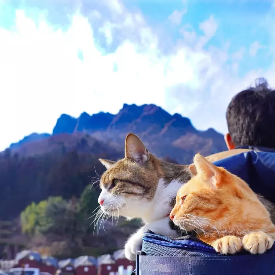 Vacationing with Cats in Montenegro1