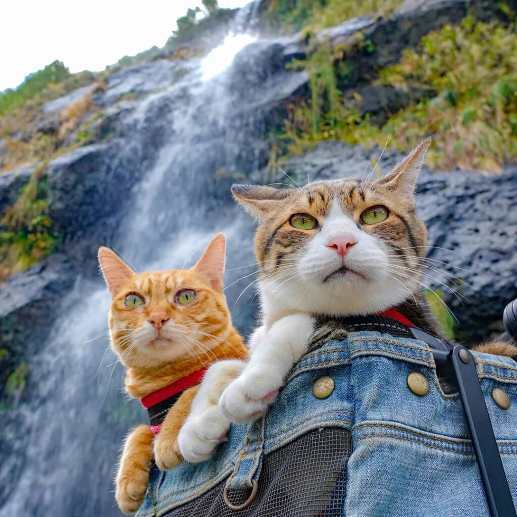 Vacationing with Cats in Montenegro2